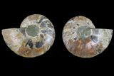 Agate Replaced Ammonite Fossil - Madagascar #166867-1